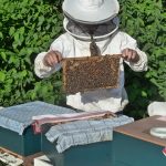 fabrica de colmenas - apicultor